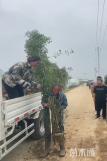 300厘米藤本月季