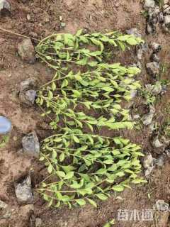 高度35厘米大叶栀子