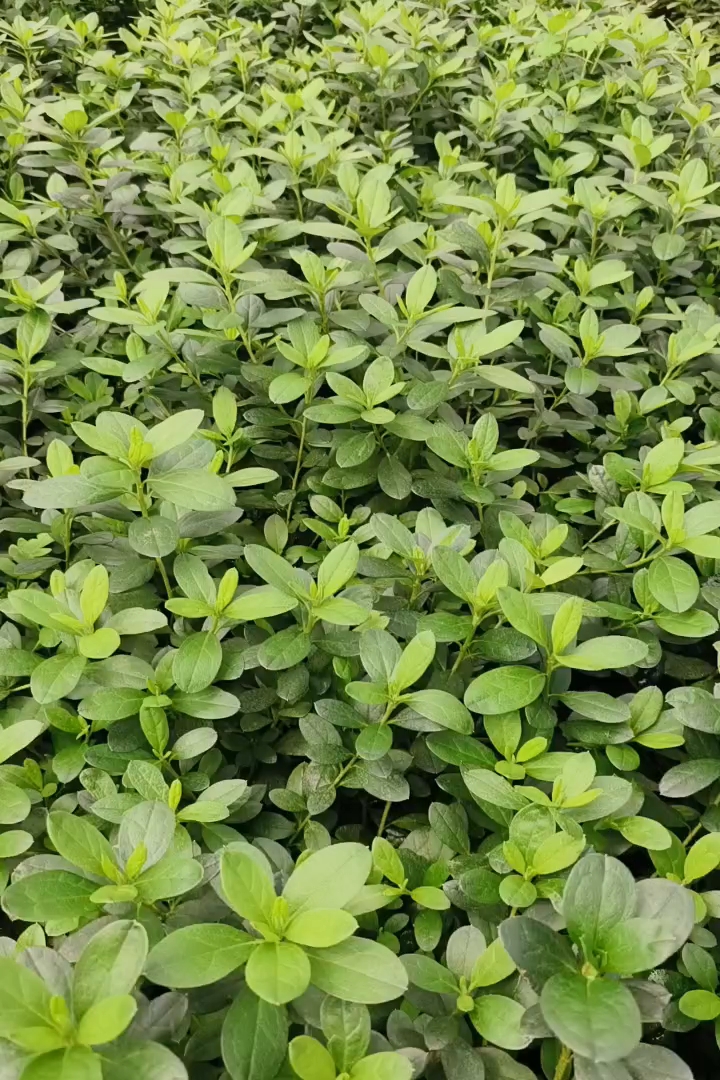 高度20厘米西洋杜鹃