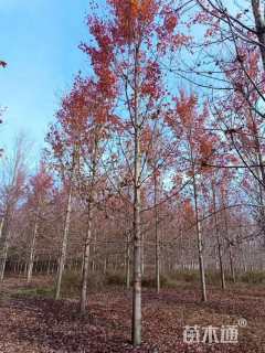 10公分美国红枫