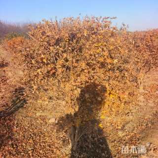 高度180厘米五角枫球