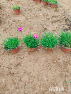 高度10厘米欧石竹