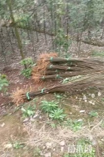 高度70厘米黄柏小苗