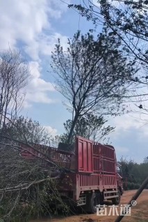 16公分冬樱花