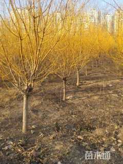 8公分矮接金枝槐