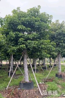 15公分秋枫