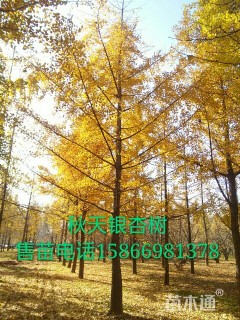 30公分银杏