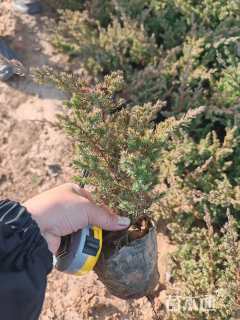 高度30厘米沙地柏