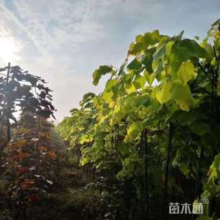 12公分垂枝加拿大紫荆