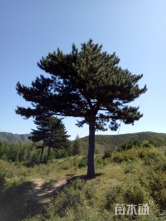 高度100厘米油松