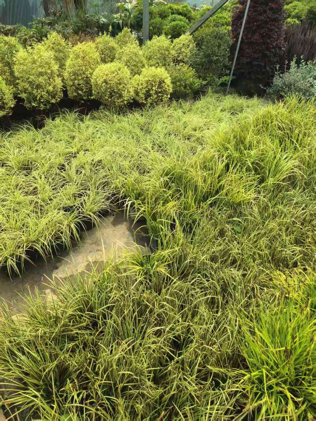 高度30厘米金叶石菖蒲
