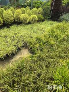 高度30厘米金叶石菖蒲