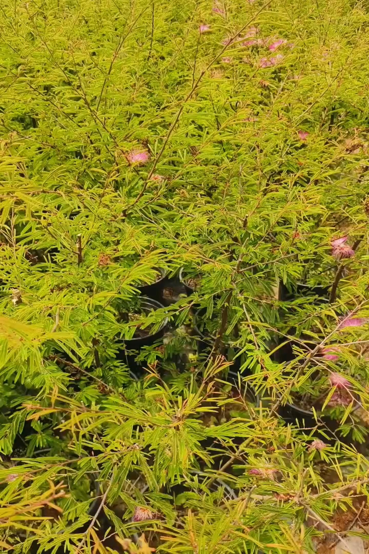 1公分合欢