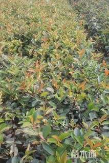 0.2公分红叶石楠