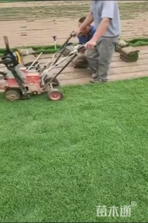 草卷状马尼拉草