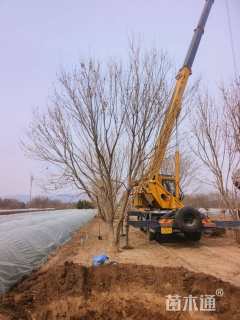 高度800厘米丛生五角枫