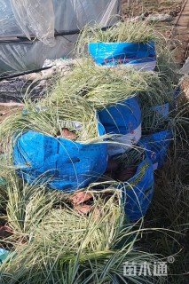 高度20厘米金叶苔草