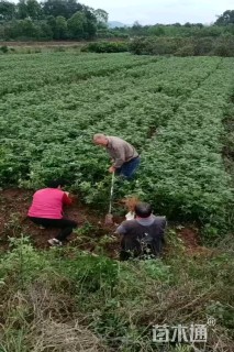 高度40厘米花椒