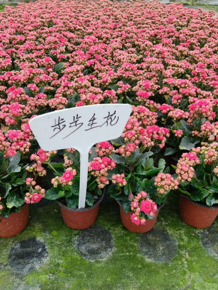 高度30厘米长寿花