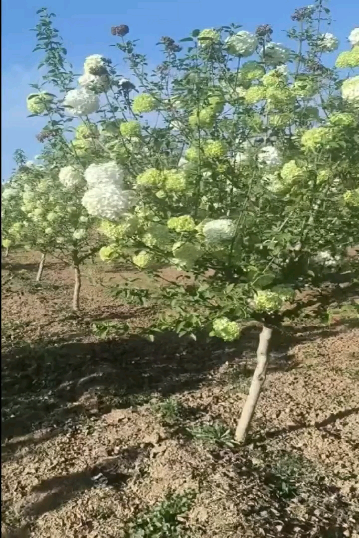 高度200厘米中华木绣球