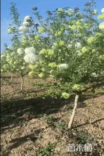 高度200厘米中华木绣球