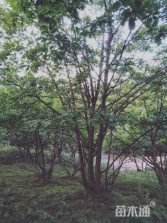 高度6厘米丛生蒙古栎