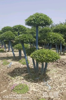 冠幅120厘米卫矛球
