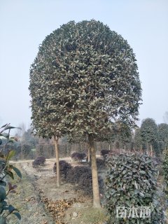 15公分桂花