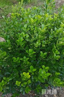 冠幅60厘米卫矛球