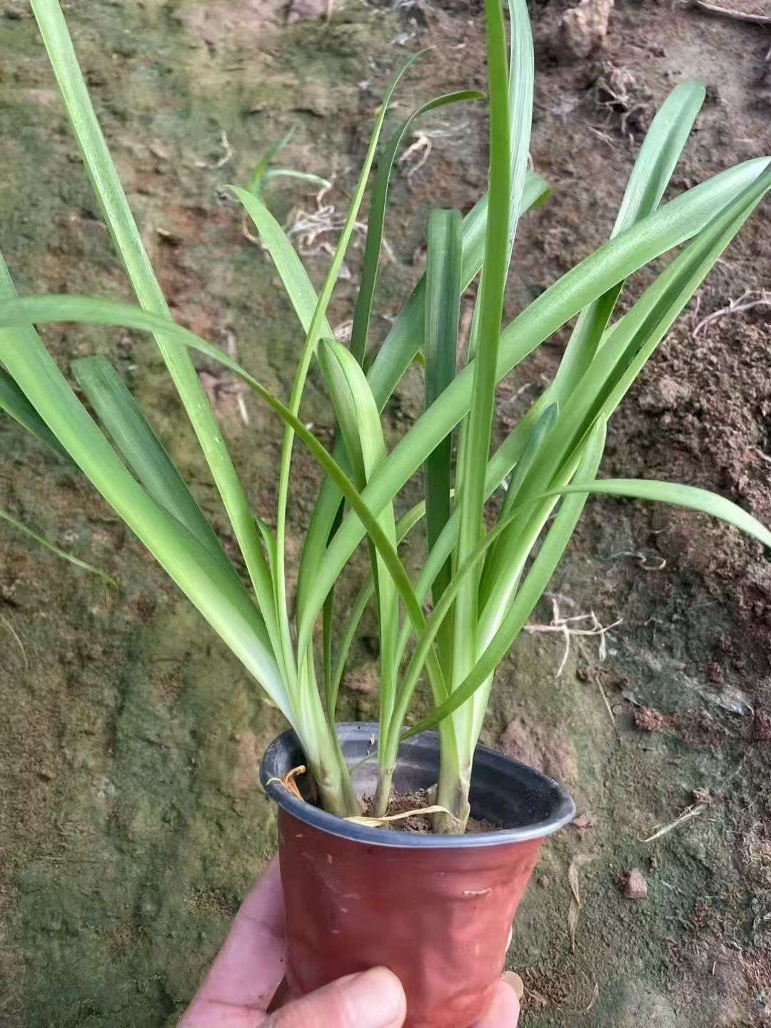 高度20厘米百子莲