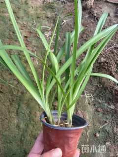 高度20厘米百子莲