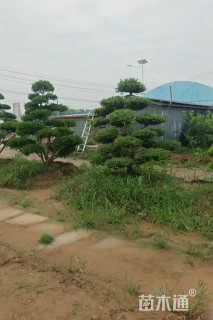 高度250厘米小叶黄杨