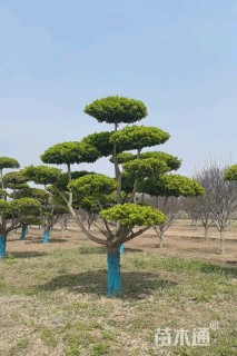 20公分造型卫矛