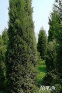高度600厘米塔柏