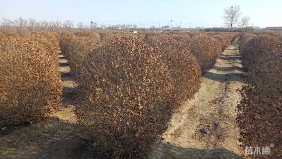 冠幅150厘米金叶女贞球