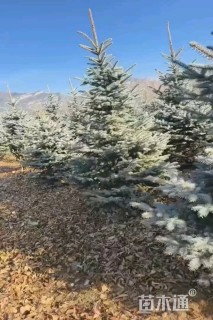 高度400厘米美国蓝杉