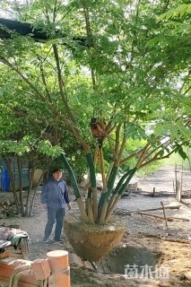 35公分(5杆)丛生榉树