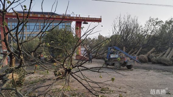 28公分香樟