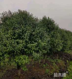 高度250厘米紫花含笑