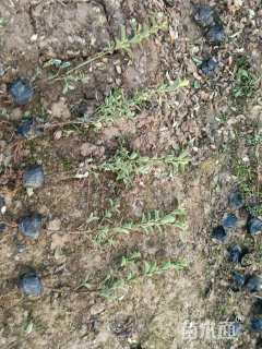 高度40厘米金边黄杨