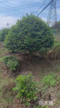 冠幅90厘米茶梅球