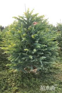 6公分银合欢