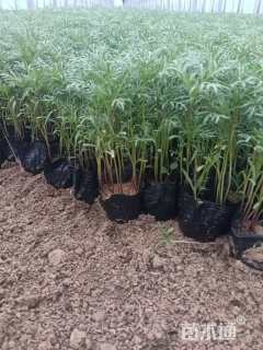 高度20厘米波斯菊