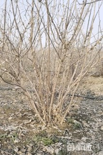 高度200厘米丛生蜡梅