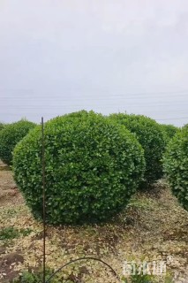 冠幅200厘米卫矛球