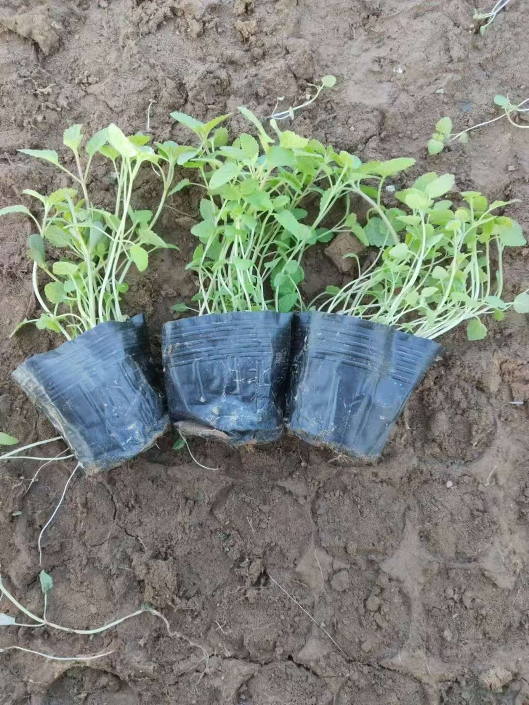 高度20厘米松潘荆芥