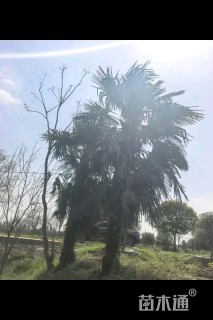 裸干高250厘米棕榈