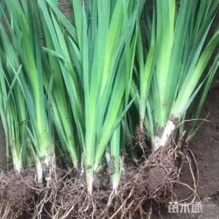 高度60厘米水菖蒲