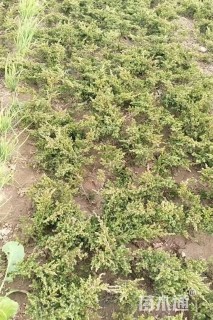 高度40厘米沙地柏