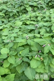 高度30厘米水蓼